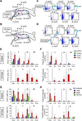 Micro- and Macro-Anatomical Frameworks of Lymph Nodes Indispensable for the Lymphatic System Filtering Function